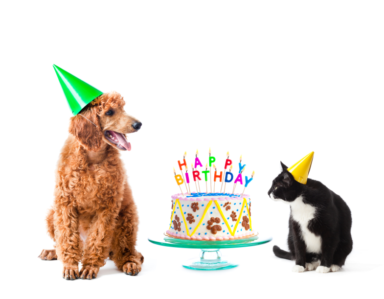 and-this-is-why-you-should-celebrate-your-pet-s-birthday-joy-of-living