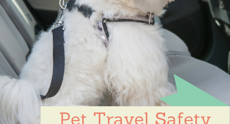 Pet Travel Safety: Make Sure Your Pet Buckles Up