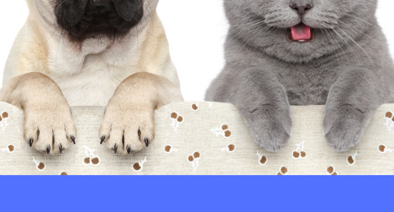 Make the Holidays Safe for Your Pets
