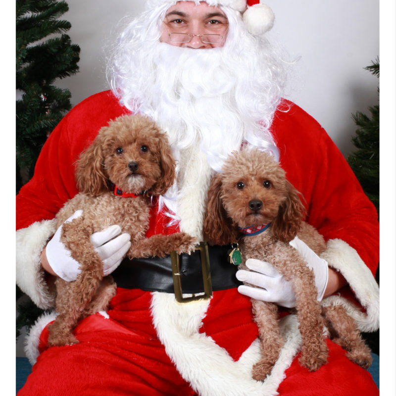 Taking Holiday Photos with the Family Pets!