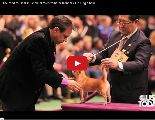 This Show is Going to the Dogs