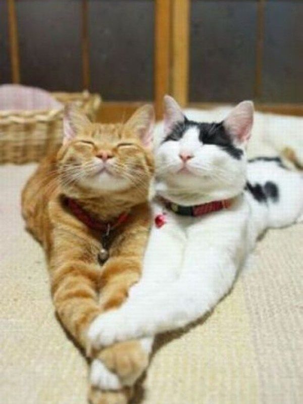 Funny Cat Picture of the Week