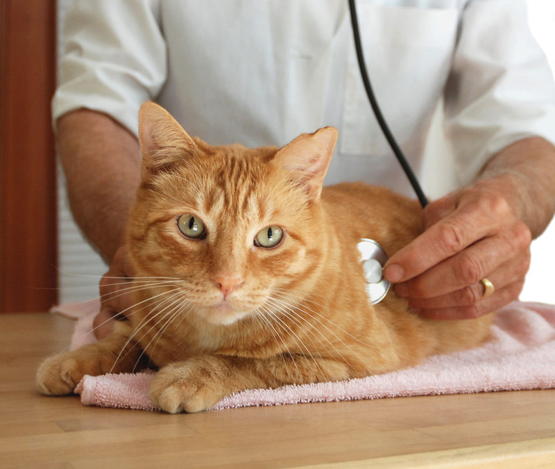 Cat hate going to the vet? Here’s why and what you can do about it!