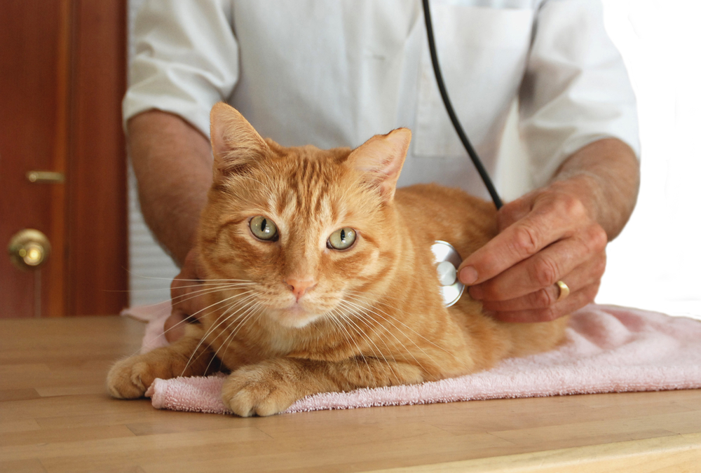 cat vet visits