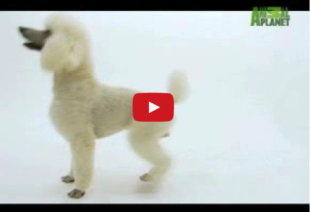 Poodle: Learn More About This Best In Show Breed