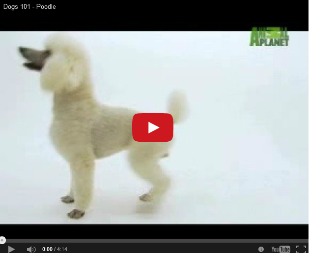 Poodle: Learn More About This Best In Show Breed
