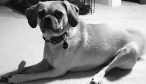 Shiloh