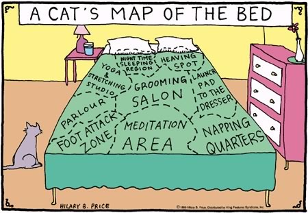 Cat's Map of the Bed