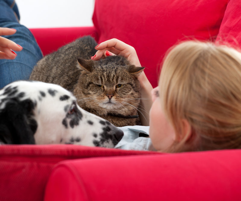 Hate Pesky Pet Hair? Check Out These Tips