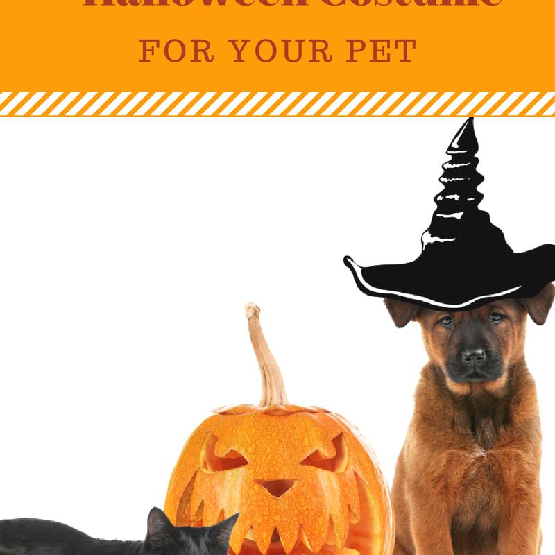 Pet Halloween Costumes: Select Ones Safe for Your Pet