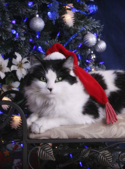 Making Sure Your Pets Have A Safe and Happy Holiday