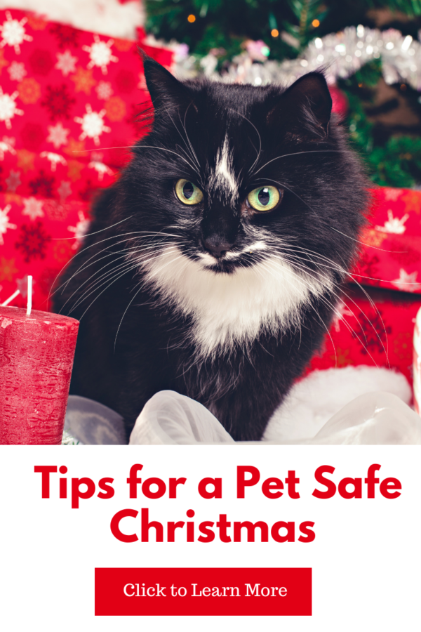 black and white cat with presents for pet safe christmas