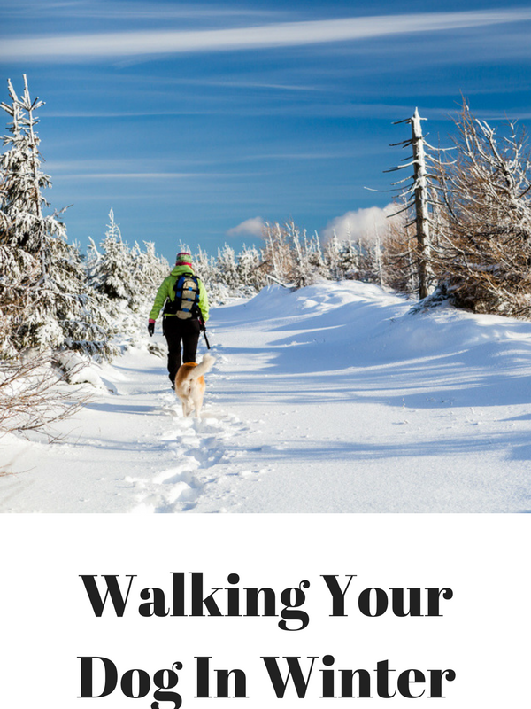 Don’t Let the Winter Weather Deter You from Walking Your Dog!