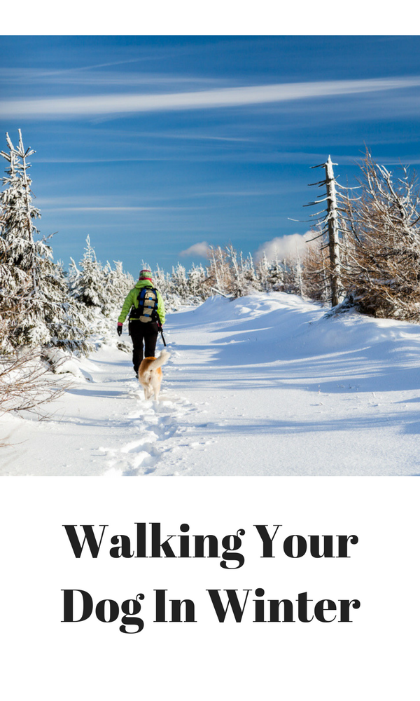 walking your dog in winter