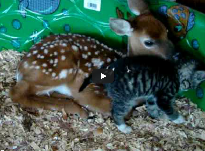 Video:  Fawn and Kitten In Love