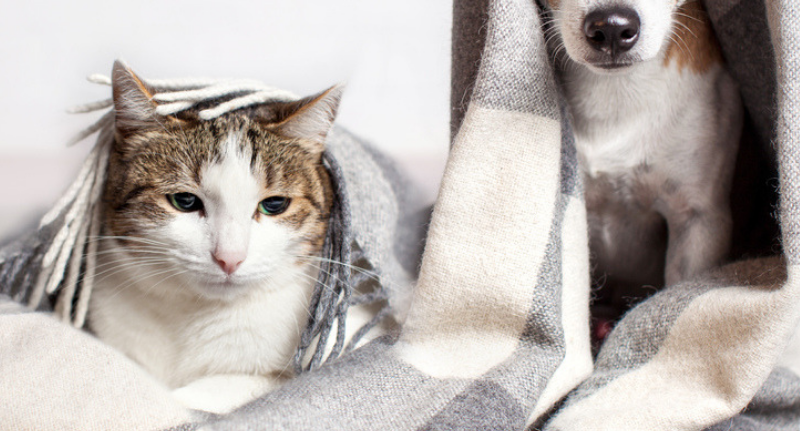 Winter Skin Care for Pets