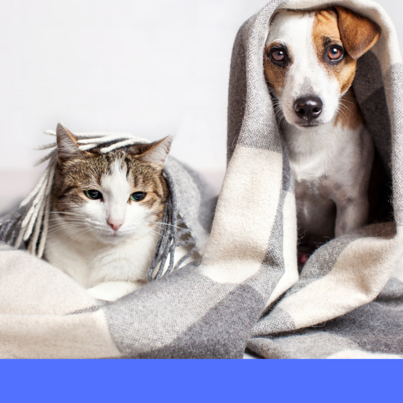 Winter Skin Care for Pets