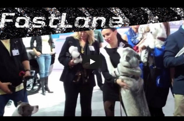 Video:  Pet Travel Safety at the New York Auto Show