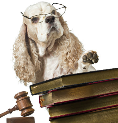 Does Your Dog Need An Attorney?