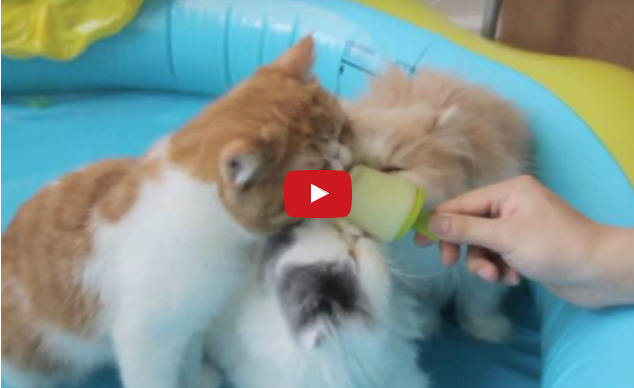 Funny Pet Video of the Week