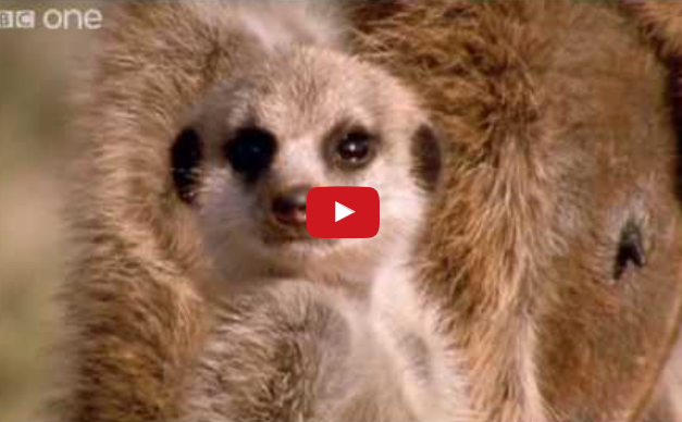 Funny Pet Video of the Week:  Walk On The Wild Side (BBC)