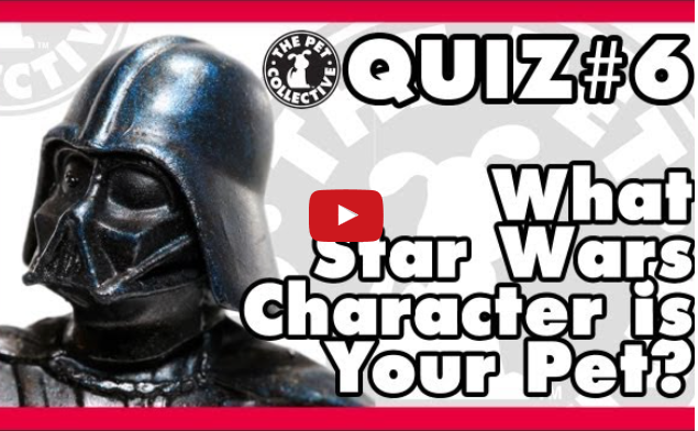 Quiz:  What Star Wars Character Is Your Pet?