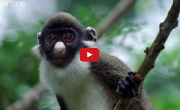 Funny Animal Videos-Walk On the Wild Side (BBC)