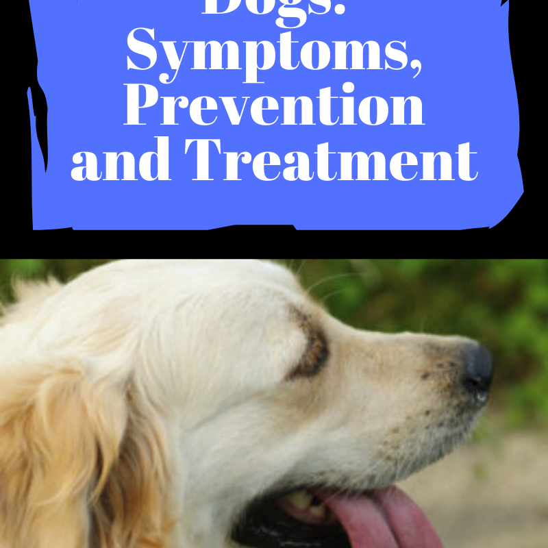 Heat Stroke In Dogs: Pay Attention to Signs