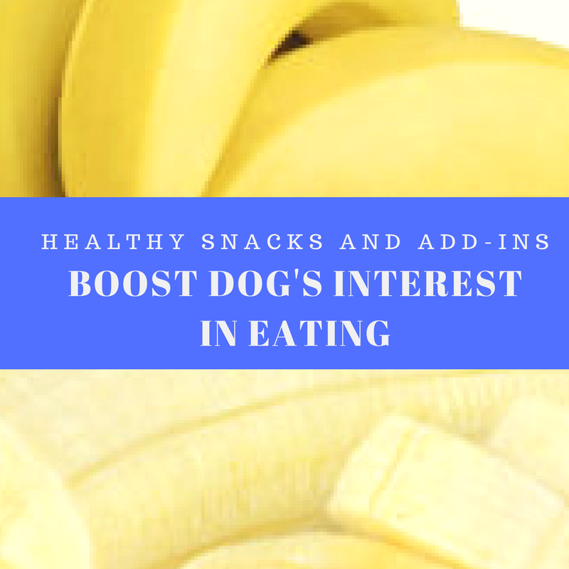 Healthy Snacks For Dogs: Add-Ins and Snacks To Boost Dogs Interest In Eating