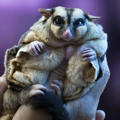 Ever Hear of a Sugar Glider? Party Marty Briefs Us on this Exotic Pet!