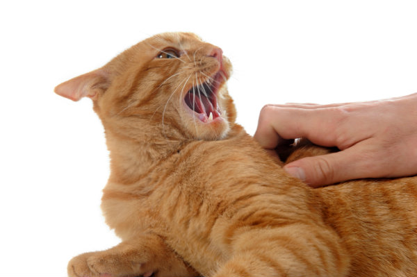 When a Cat Gets “Hissed” Off!