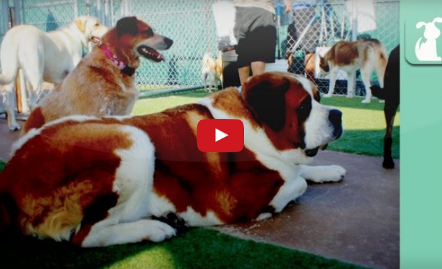 Ever Wonder About Your Dog’s Day At Doggie Daycare?