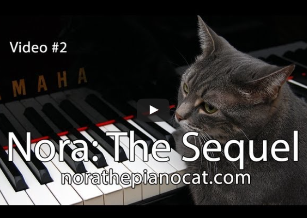 Funny Pet Video:  Nora The Cat Plays Piano