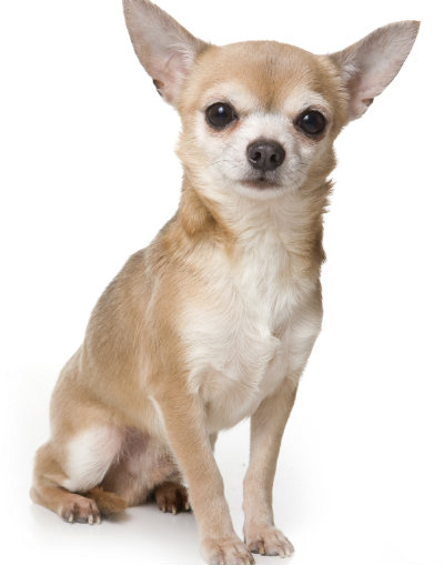 Dog Breeds:  The Small But Mighty Chihuahua