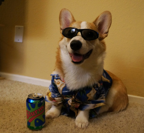 Funny Dog Picture: Cool Corgi Dons Halloween Threads
