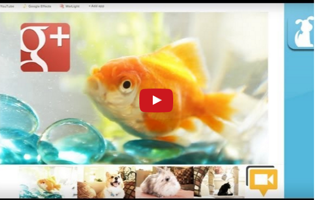 Funny Pet Video:  Even Goldfish Go Gangnam