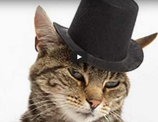 Funny Pet Video:  The History Of Thanksgiving, Feline Edition