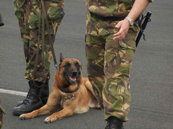 We Salute You, Working Military Dogs!  Thank You and God Bless!