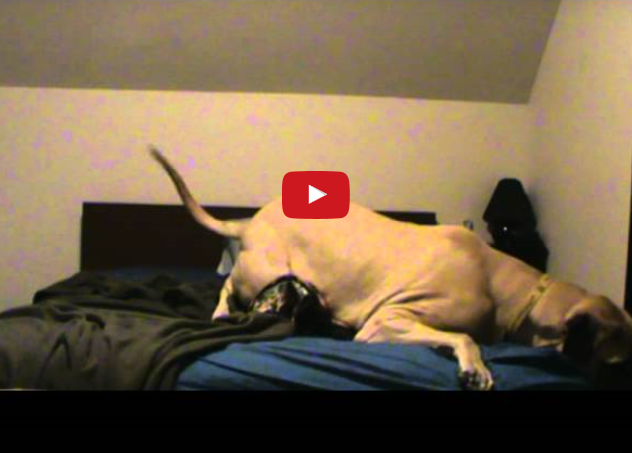 Funny Pet Video:  Get Off The Bed!