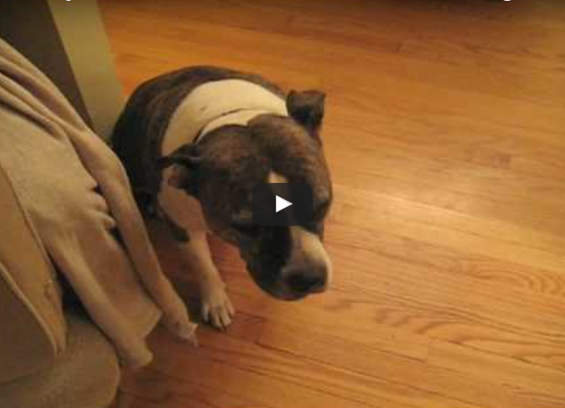 Funny Pet Video:  The Bad News Dog