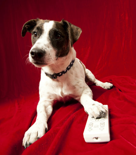 dog with remote