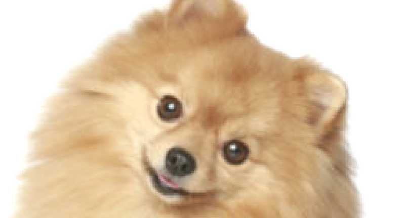 Training Small Dogs: 5 Tips to Remember