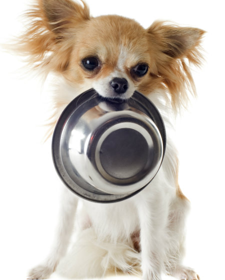 dog and food dish