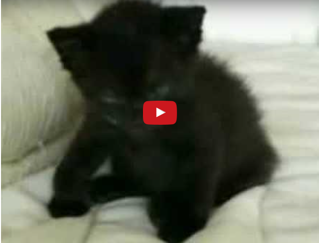 Funny Pet Videos:  The Best Cat Video!
