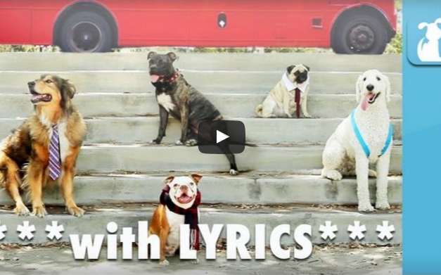 Funny Pet Video:  Song Parody “One Bark”