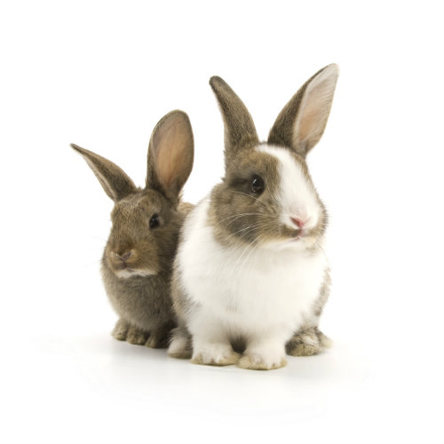 5 Things To Consider Before Getting A Bunny As A Pet