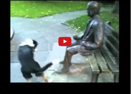 Funny Dog Video:  Come On, Let’s Play!