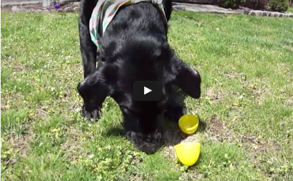 Pet Video:  Petee Hunts For Easter Eggs