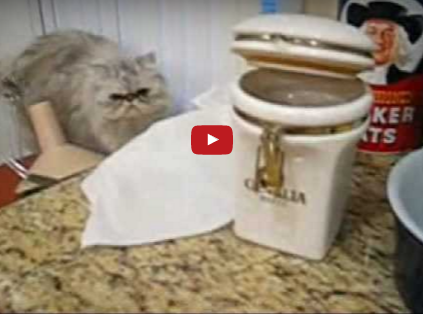 Funny Pet Video:  Partners In Crime