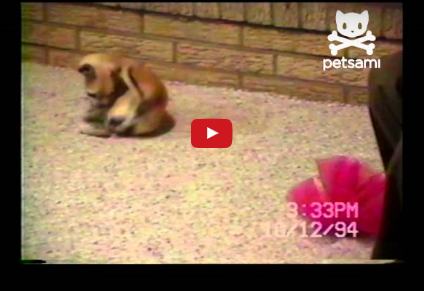 Pet Video:  This Dog Isn’t Having Any Fun